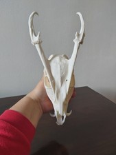 Muntjac Buck Deer Skull Taxidermy Antlers Gothic
