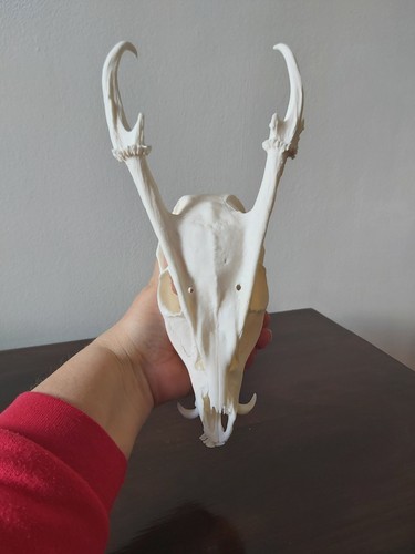 Muntjac buck deer skull - muntjac,