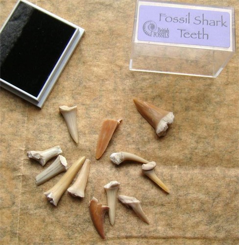 Perspex box fossil - box, sharks