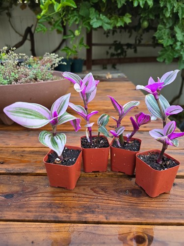 Rare pink tradescantia - 2,