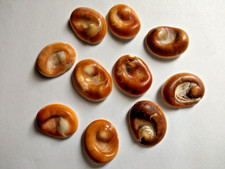 10 SHIVA EYES OPERCULUM SEA SHELL EYES DE SANTA LUCIA 10 PIECES