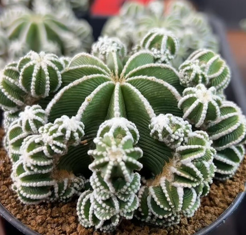 Rooted aztekium hintonii - , hintonii-