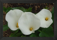 White Calla Lilies Framed Wall