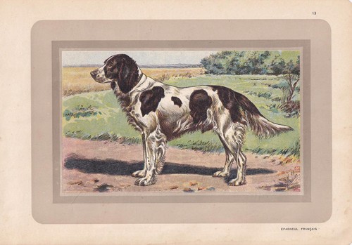 1931 french spaniel print - french,