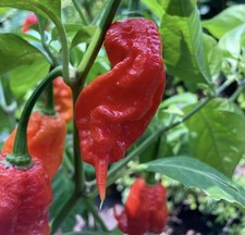 Hot!! 5 Apocalypse Scorpion