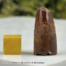 Spinosaurus dinosaur tooth fossil – cretaceous period – genuine theropod tooth