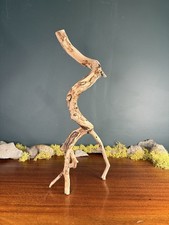 19" Manzanita Driftwood