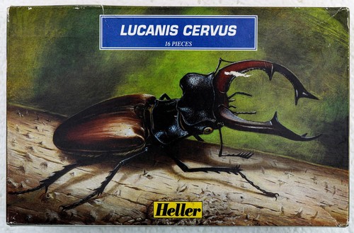 Lucanis cervus stag beetle - cervus,