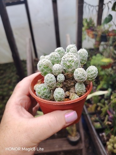 Mammillaria gracillis fragilis - mammillaria,