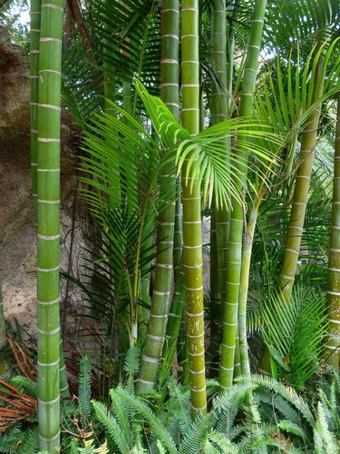 Giant moso bamboo seeds - moso,