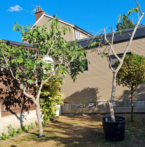 Extra large fig tree brown - large,