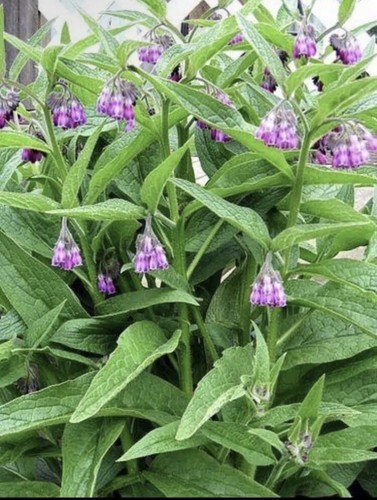 Comfrey roots organic 5 - organic,