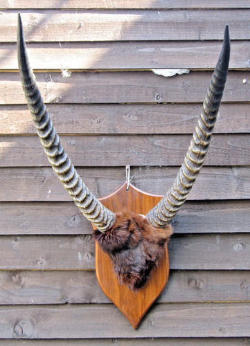Large vintage taxidermy - vintage,