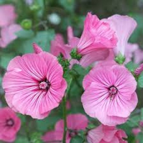 Lavatera trimestris silver cup - silver,