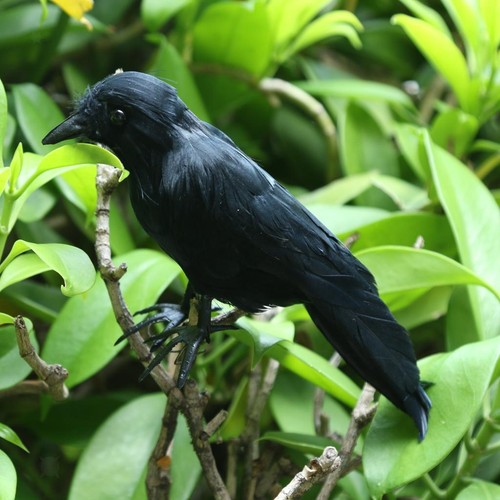 Halloween black crow - crow, feather