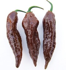 20 BHUT JOLOKIA CHOCOLATE 100%