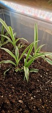 1x Spider Plant variegated  /