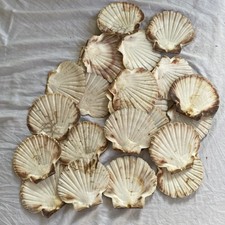 25 Scallop Shells Flat Natural