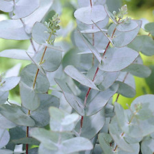 Eucalyptus Gunnii – Cider Gum – Young Plant in 9cm Pot!