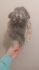 Taxidermy Rabbit Shoulder and
