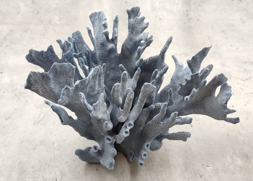 Blue ridge coral - ridge,