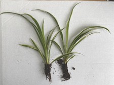 2 Spider Plant - Chlorophytum
