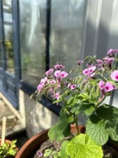 Pelargonium Papilionaceum