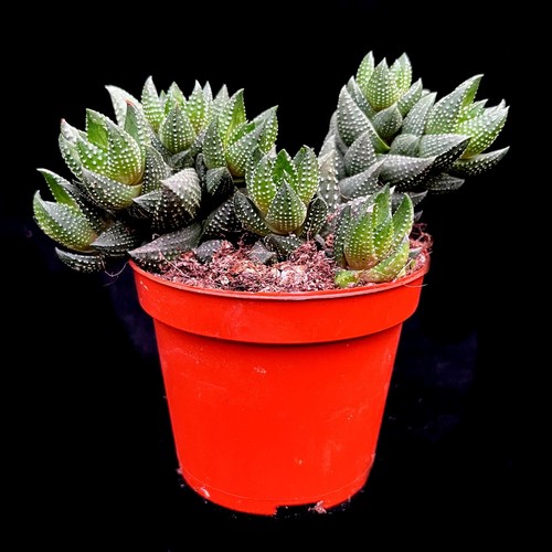Haworthia reinwardtii - haworthia,