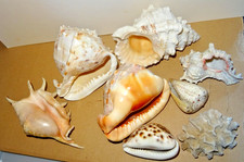 A Vintage Collection of  8 x