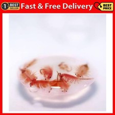 95% Hatch Rate Premium Artemia