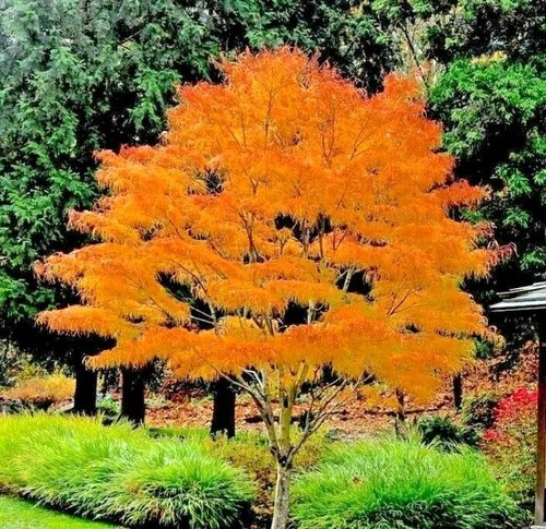 Acer palmatum koto ito rare - koto-no-ito,