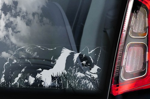 Border collie sticker car - border, sticker,