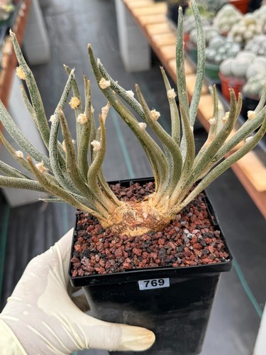 Astrophytum caput medusae - astrophytum,