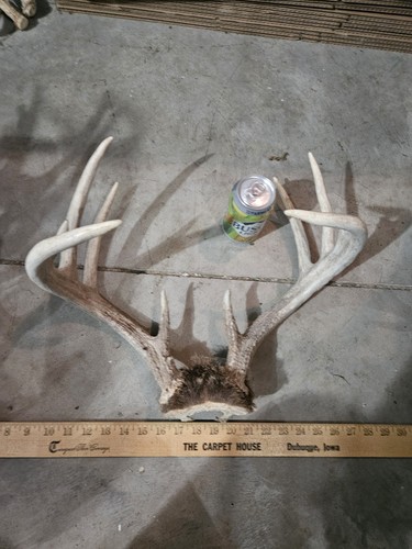 Wild point whitetail deer - point,
