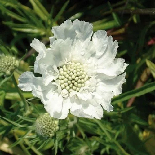 Scabiosa caucasica perfecta - scabiosa,