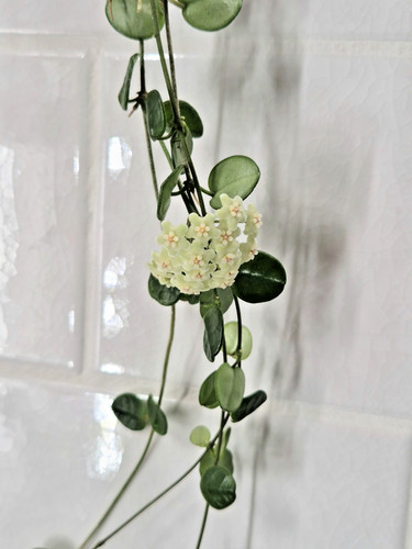 Rare hoya tengchongensis small - rare,