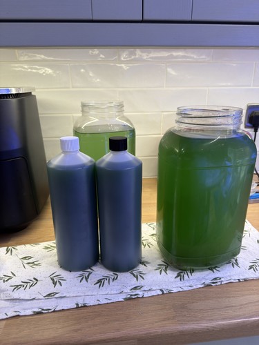 Live marine phytoplankton - live,