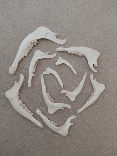 Jaw bones deer - jaw,