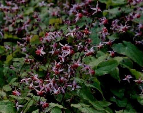 Epimedium elf konigen - epimedium,