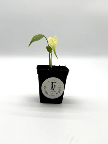 Monstera deliciosa mint - monstera,