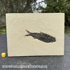 Knightia alta fish fossil in matrix - genuine specimen from eocene usa -