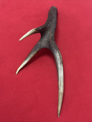 One piece deer antler - deer,