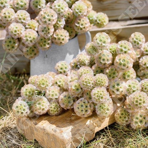 Scabious ping pong pack - scabious, 'ping