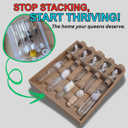 Ant queen founding nest - nest, |