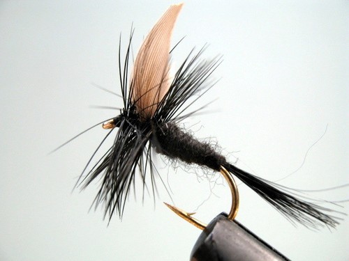 Black gnat fly fishing dry - 3,