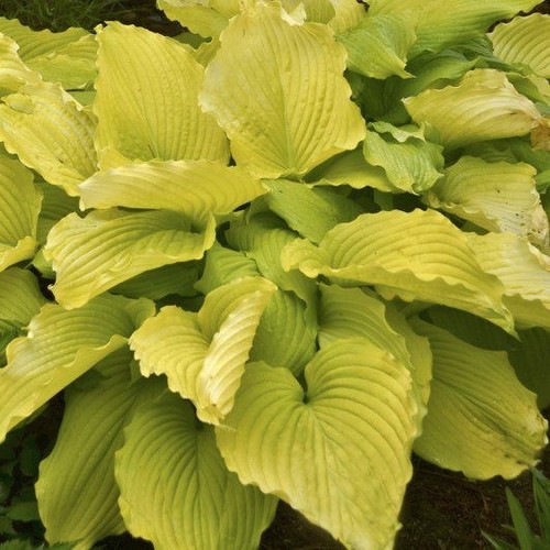 Perennial hosta shadowland - perennial,