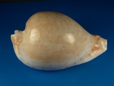 Cypraea hesitata, Great Color Pattern, Large, 106.0mm, Australia Shell