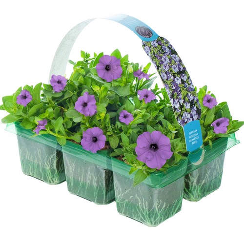 Petunia surfinia heavenly - petunia,