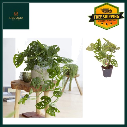 Exotic swiss cheese plant low - swiss, plant,