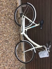 giant expression ladies/unisex